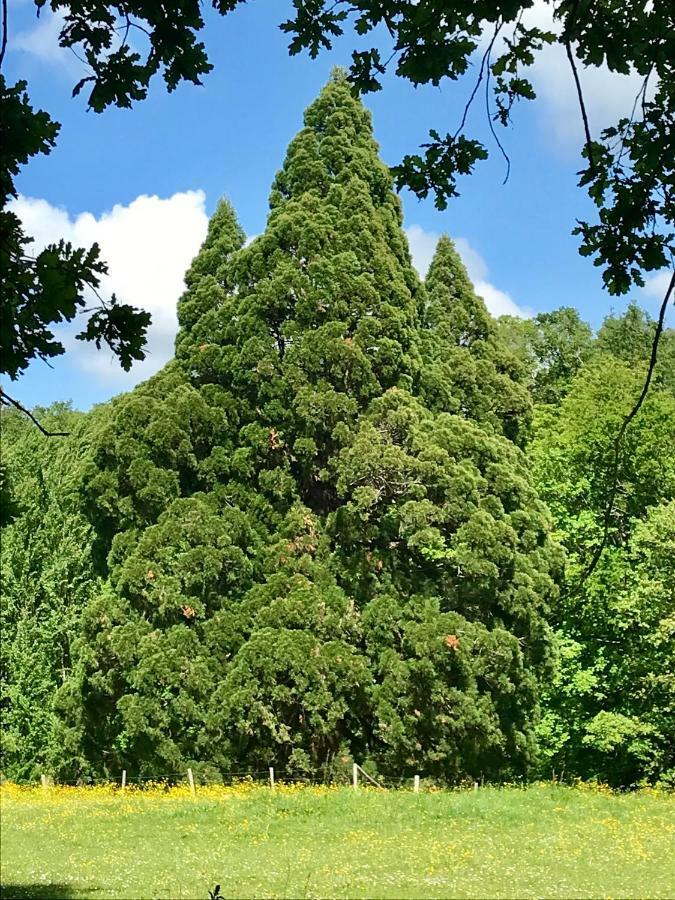 Domaine De Joreau Gennes-Val-de-Loire Экстерьер фото